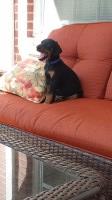 AKC Doberman Puppies Ready Now Doberman Pinscher for sale/adoption