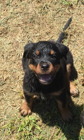 Rottweiler puppy for sale + 53523
