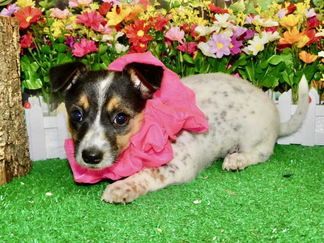 Jack Russell Terrier puppy for sale + 66547