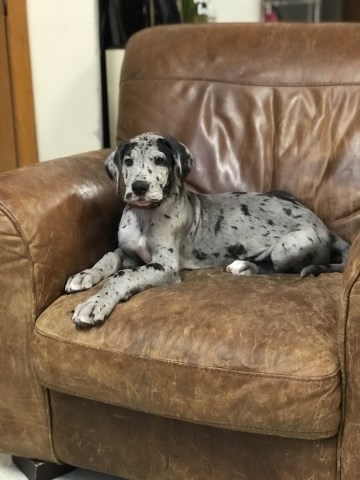 Great Dane Puppies-CKC