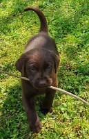 AKC Champion Bloodline Labrador Retriever Puppy! Labrador Retriever for sale/adoption