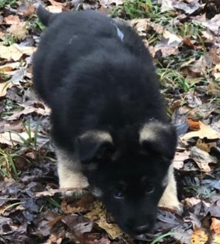 German Shepherd Pups AKC