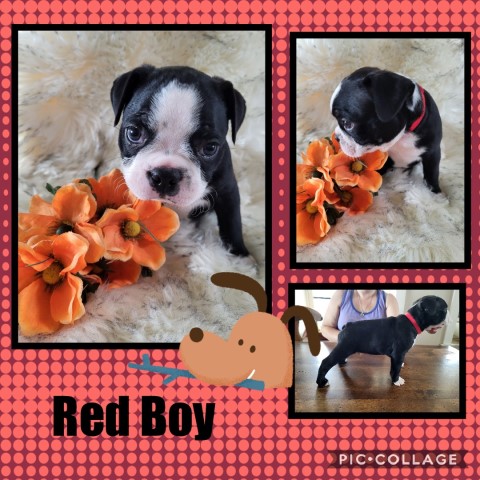 Boston Terriers
