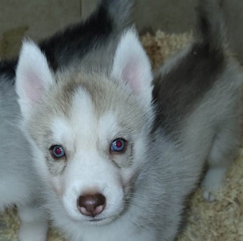 AKC Siberian Husky Champion  lines