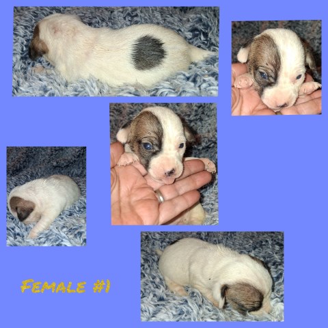 CKC Jack Russell Terriers