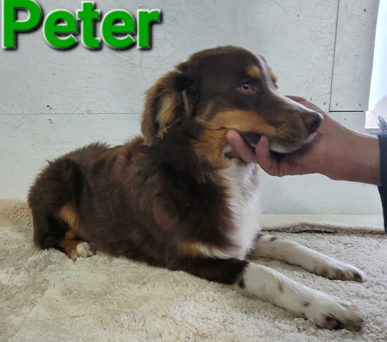 Australian Shepherd Dog puppy for sale + 64891