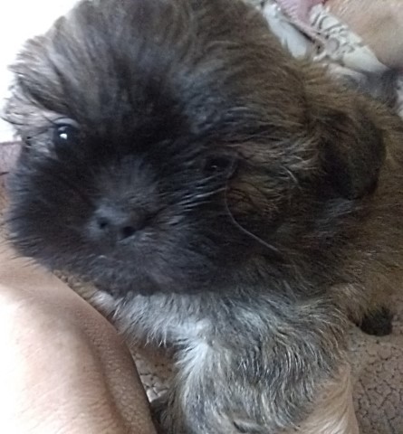 Shih Tzu puppy for sale + 63201