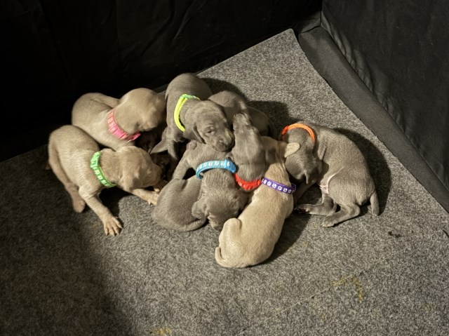 Weimaraner puppies