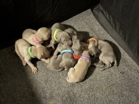 Weimaraner puppies Weimaraner for sale/adoption