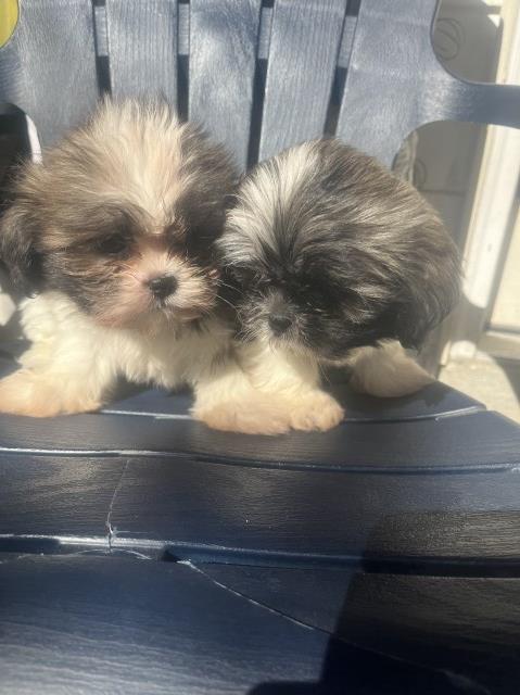 Shih Tzu puppy for sale + 67149