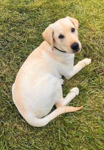 Labrador Retriever