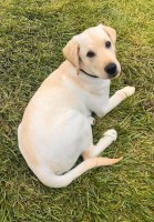 Labrador Retriever Labrador Retriever for sale/adoption