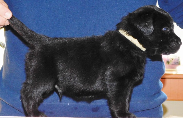 Labrador Retriever puppy for sale + 64043