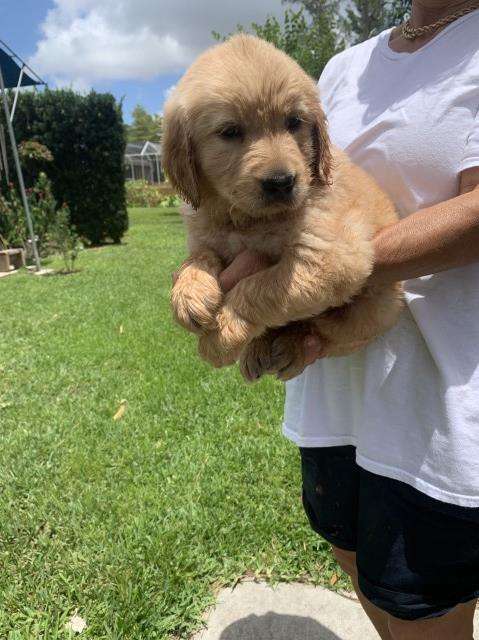 Golden Retriever puppy for sale + 61895