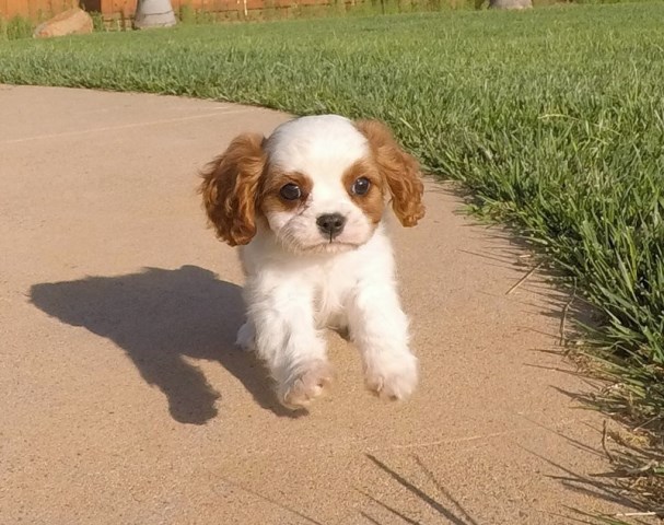 Cavalier King Charles Spaniel puppy dog for sale in Los