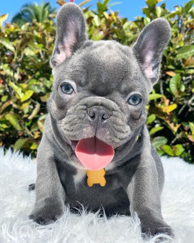 Akc Reg French Bulldog puppies