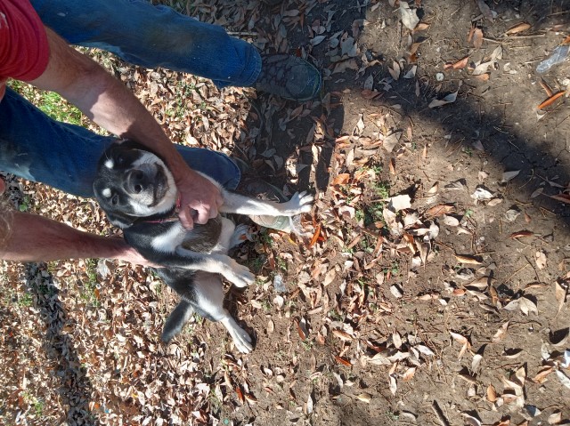 Siberian Husky Puppy for rehome