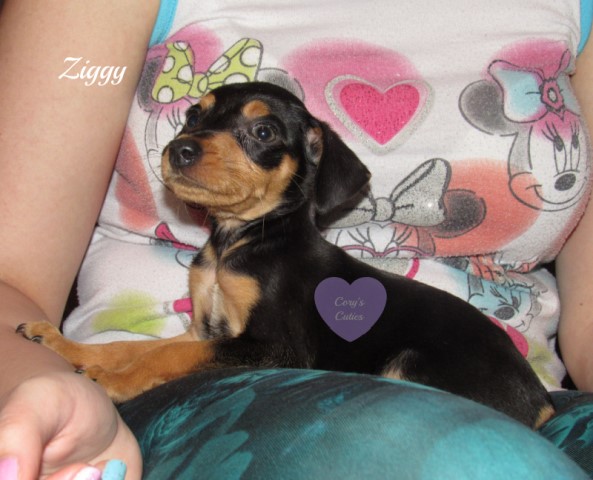 Miniature Pinscher puppy for sale + 64955