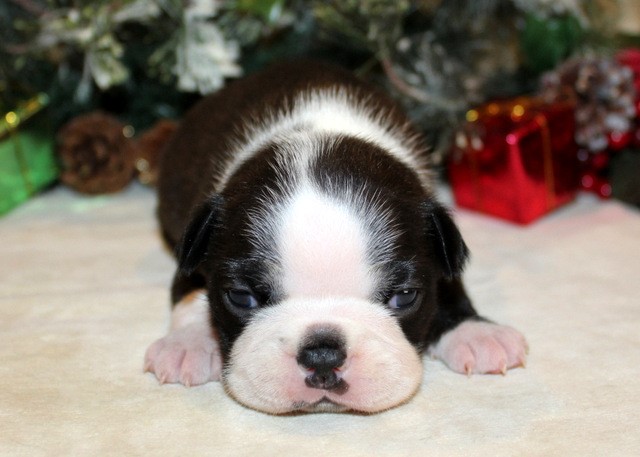 Boston Terrier puppy for sale + 65343