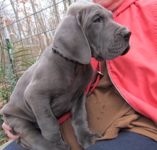 Great Dane puppy dog for sale in Hamilton, Michigan