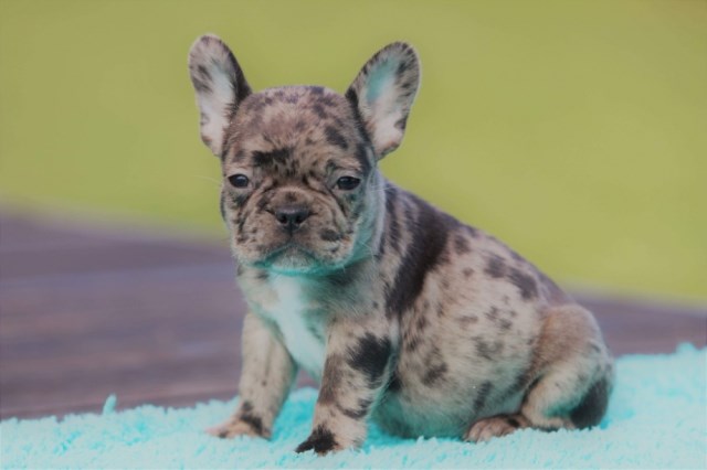 French Bulldog puppy for sale + 53448