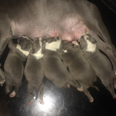 American Pit Bull Terrier puppy for sale + 48201