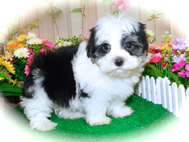 Chicago Havanese Babies. Nonshedding/Allergy Free. Financing.