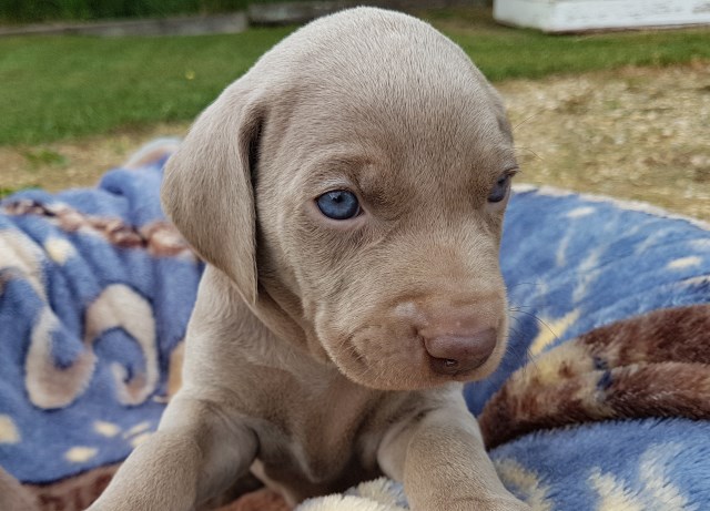 Weimaraner puppy for sale + 56578
