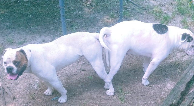 American Bulldog puppy for sale + 60038