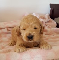 Search locally for Goldendoodle Puppies and Dogs nearest ...