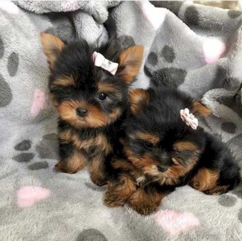 Vaccinated teacup Yorkie Puppies for sale