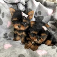 Last Puppy Listed