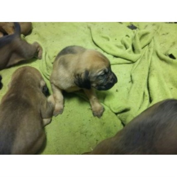 Adorable Bloodhound Puppies