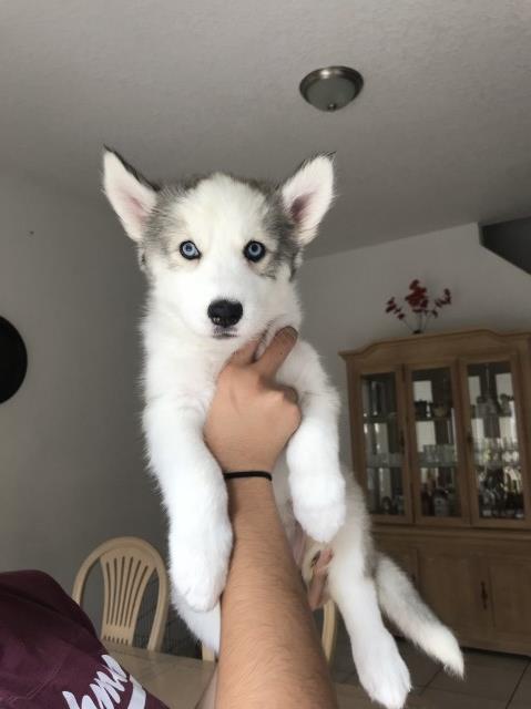 Siberian husky puppies for sale!!!