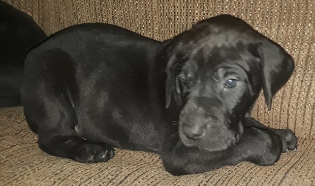 Great Dane puppy for sale + 54973