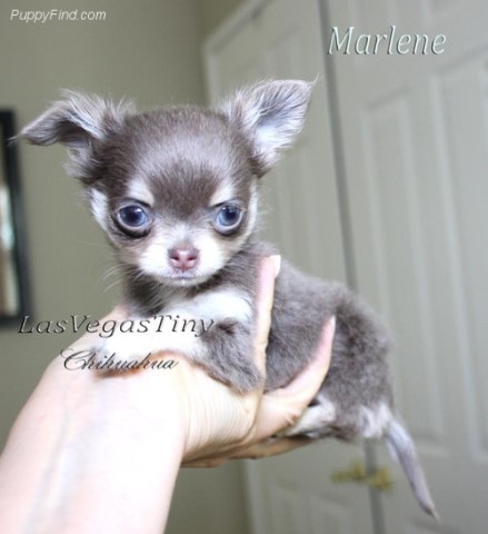 Chihuahua puppy for sale + 59458