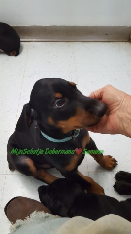 Doberman Pinscher puppy for sale + 58790