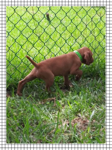 Vizsla puppies avalible born Nov,12th 2021