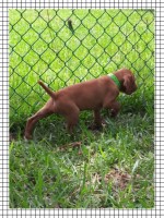 Vizsla puppies avalible born Nov,12th 2021 Vizsla for sale/adoption