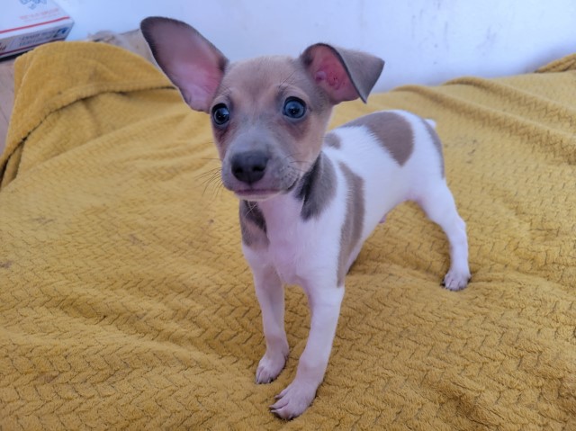 Rat Terrier puppy for sale + 63200