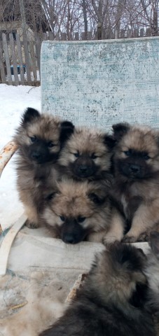 Beautiful Purebred Keeshond Puppies for Sale