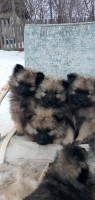 Keeshond thumbnail