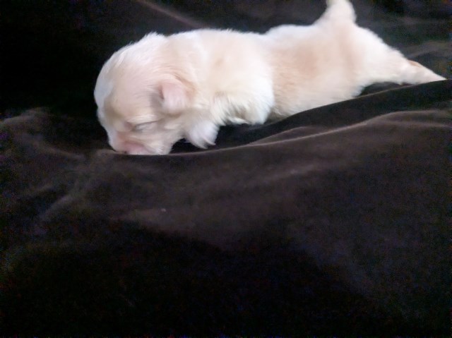 Chihuahua puppy for sale + 67233