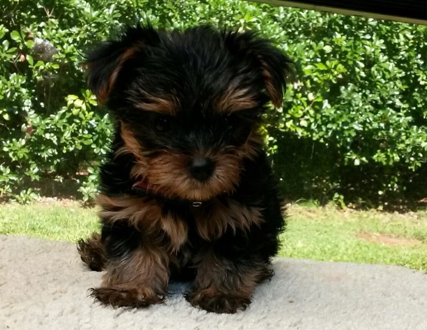Yorkshire Terrier puppy for sale + 49781