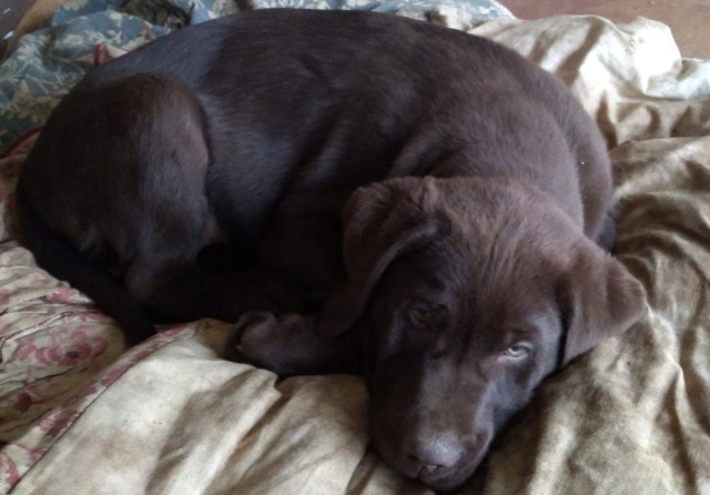Labrador Retriever chocolate male puppy