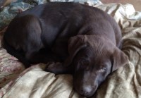 Labrador Retriever chocolate male puppy Labrador Retriever for sale/adoption