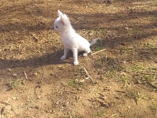 Long Coat  Chihuahua  Male  White