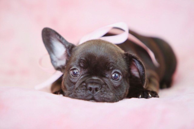 French Bulldog puppy for sale + 55875
