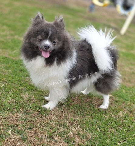 Paris - Blue Parti Pomeranian - Sweet Sweet Girl