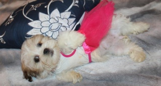 Shih Tzu puppy for sale + 66363